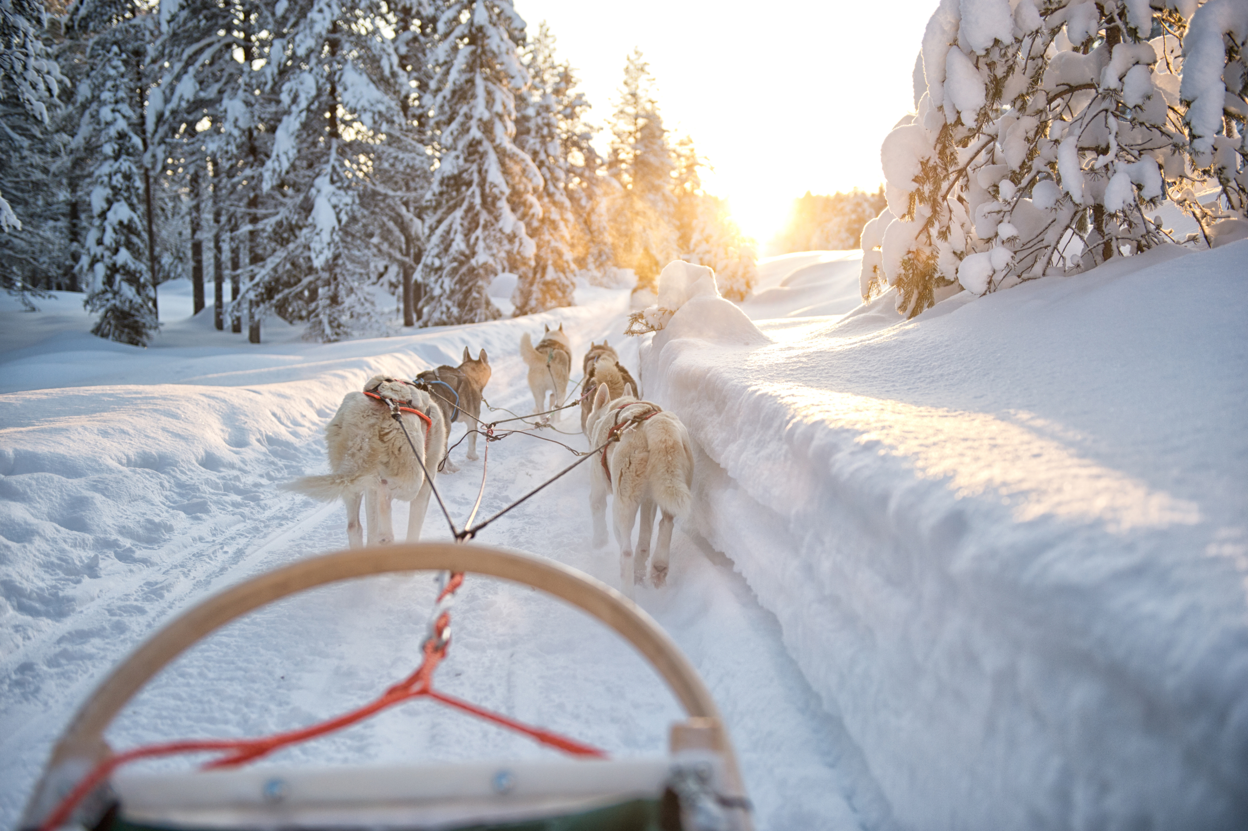 Schlittenhundeteam zieht einen Schlitten durch eine verschneite Winterlandschaft bei Sonnenuntergang.