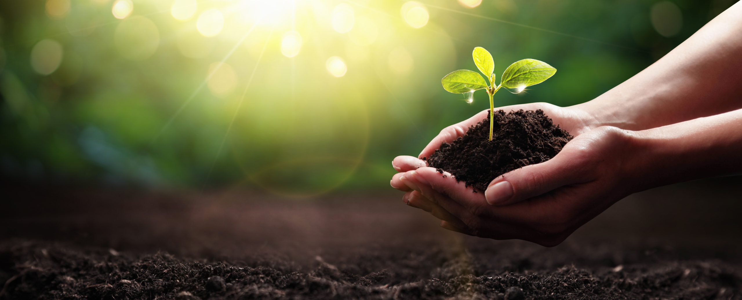 Hands nurturing young plant with sunlight