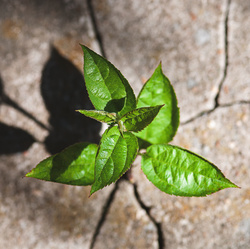 Young plant growing through crack.