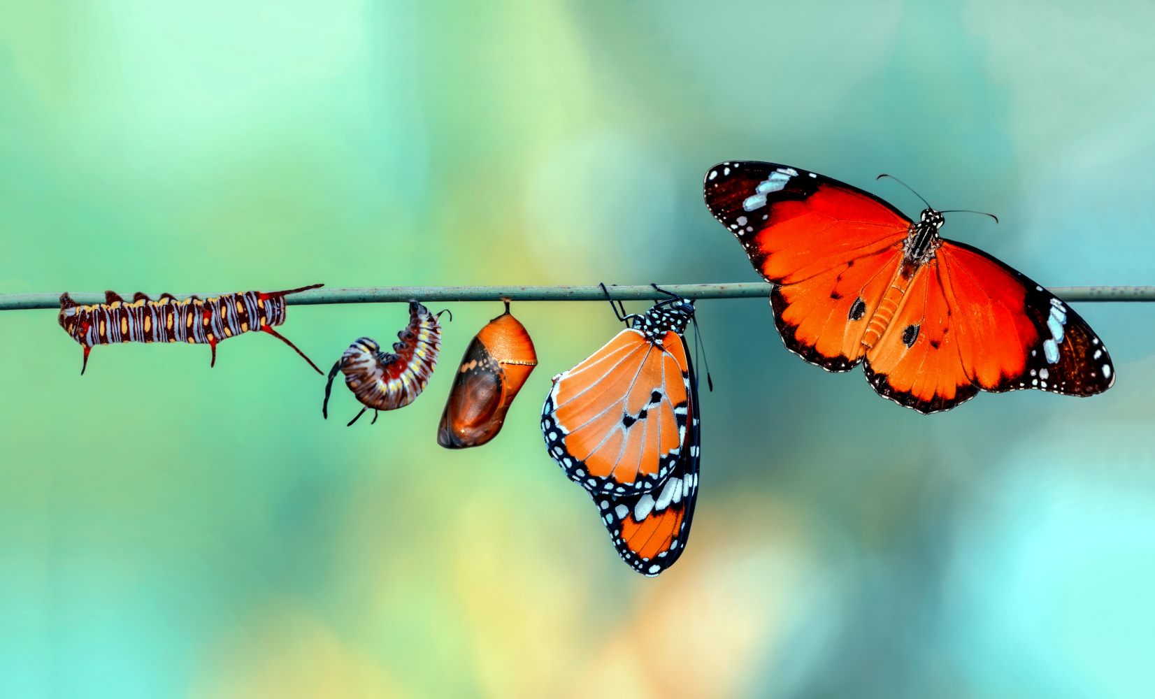 Butterfly life cycle stages on branch.